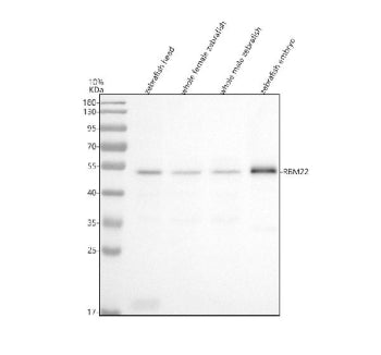Western blot analysis of Rbm22 protein using Zebrafish Rbm22 antibody and 1) zebrafish head, 2) whol