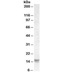 Western blot testing of human cerebellum lysate with Noxa antibody at 0.03ug/ml. Predicted molecular