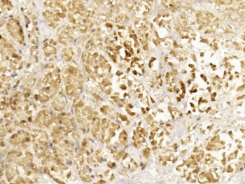 IHC testing of FFPE human pancreas tissue with Glucagon antibody. HIER: steam section in pH6 citrate