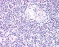 FOXN1 Antibody