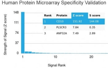 CD10 Antibody / Neprilysin
