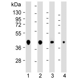 Western blot testing of human 1) 293, 2) HeLa, 3) MCF7 and 4) mouse NIH3T3 cell lysate with AKT1S1 a