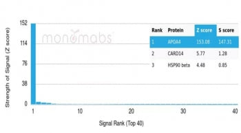 APOA4 Antibody / Apolipoprotein A4