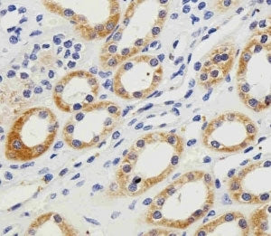 IHC analysis of FFPE human kidney section using PGK1 antibody; Ab was diluted at 1:100.