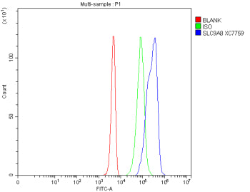 Flow Cytometry analysis of 293T cells using anti-SLC9A8 antibody. Overlay histogram showing 293T cel