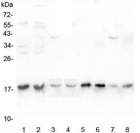 Western blot testing of 1) human K562, 2) human HepG2, 3) rat kidney, 4) rat spleen, 5) rat ovary, 6