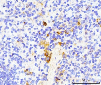 IHC staining of FFPE rat spleen tissue with Cd154 antibody. HIER: boil tissue sections in pH8 EDTA f