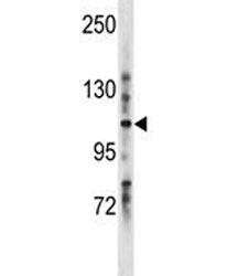 LRIG1 antibody western blot analysis in mouse stomach tissue lysate. Expected molecular weight: 119-
