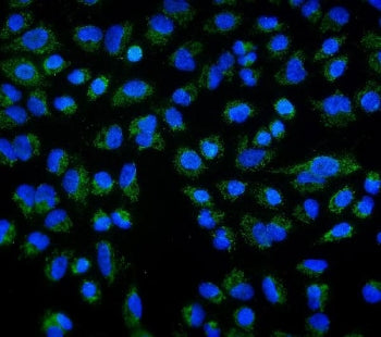 DLL1 Antibody