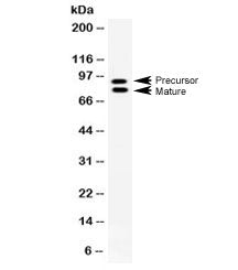 MMP9 Antibody / Matrix Metalloproteinase-9