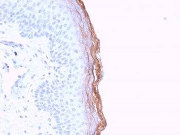 IHC staining of FFPE human skin with Kallikrein 5 antibody (clone KLK5/3841). HIER: boil tissue sect