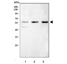 PHF1 Antibody / PHD finger protein 1