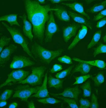OAS3 Antibody