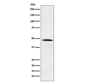 Western blot testing of human HeLa cell lysate with NCK antibody. Predicted molecular weight ~43 kDa