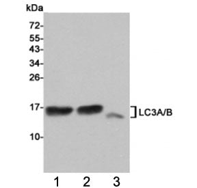 Western blot testing of 1) rat cerebral cortex, 2) rat brain and 3) human HeLa cell lysates using LC