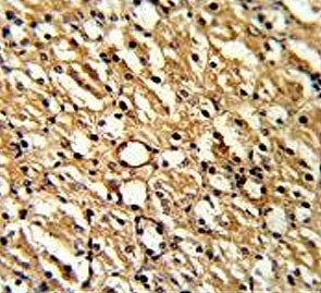IHC testing of FFPE mouse kidney tissue with Dimethylargininase 1 antibody. HIER: steam section in p
