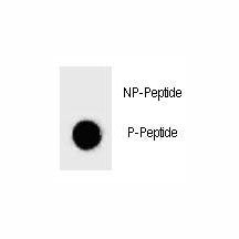 Dot blot analysis of phospho-BAD antibody. 50ng of phos-peptide or nonphos-peptide per dot were spot