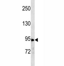 STAT3 Antibody