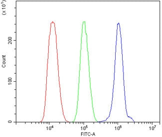 TLR1 Antibody