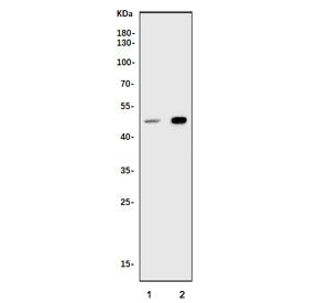 Western blot testing of human 1) K562 and 2) HEK293 cell lysate with SMAD7 antibody. Expected molecu