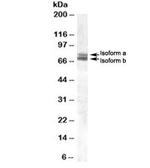 BMAL1 Antibody