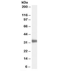 Western blot testing of mouse testis lysate with LDHC antibody at 0.03ug/ml. Predicted molecular wei