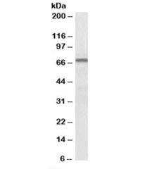Western blot testing of KELLY lysate with FMR1 antibody at 0.3ug/ml. Predicted/observed molecular we