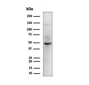 SOX9 Antibody