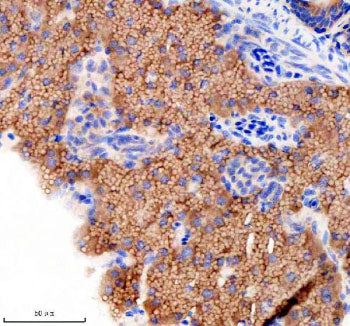 IHC staining of FFPE zebrafish pancreas tissue with Zebrafish Gnsa antibody, HRP secondary and DAB s