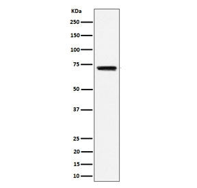 Western blot testing of human Raji cell lysate with BLNK antibody. Predicted molecular weight: ~51 k