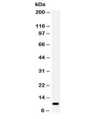 Western blot testing of human HeLa cell lysate with CCL4 antibody. Expected molecular weight: 10/8 k