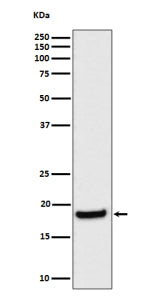 Western blot analysis of eIF1A expression in human HeLa cell lysate using EIF1AX antibody. Predicted