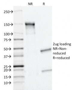 SDS-PAGE analysis of purified, BSA-free MRP1 antibody (clone MRP1/1343) as confirmation of integrity