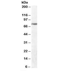 WIZ Antibody