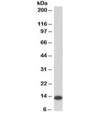 Western blot testing of human Daudi lysate with MIF antibody at 0.2ug/ml. Predicted molecular weight