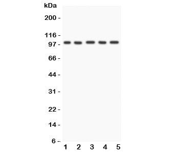 FGFR4 Antibody