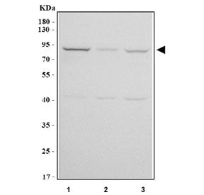 PUS7L Antibody / Pseudouridylate synthase 7 homolog-like protein