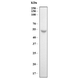 Western blot testing of human HepG2 cell lysate with Collagenase 3 antibody. Predicted molecular wei