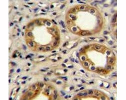 CXCR3 Antibody