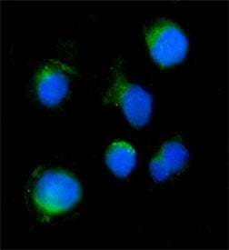 Immunofluorescent staining of FFPE mouse HEPA1-6 cells with Aigp1 antibody (green) and DAPI nuclear 