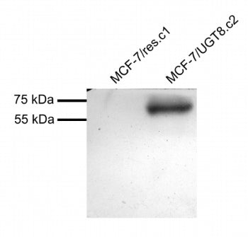 Western blot testing of MCF7 overexpressing human UGT8 with UGT8 antibody at 1ug/ml [mock transfecti
