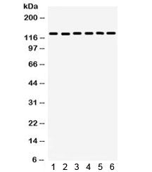 FAK Antibody / Focal Adhesion Kinase