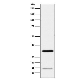 Western blot testing of human HeLa cell lysate with Geminin antibody. Predicted molecular weight: 25