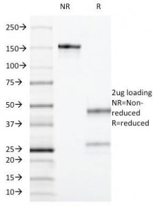 SDS-PAGE Analysis of Purified, BSA-Free CD55 Antibody (clone F4-29D9). Confirmation of Integrity and