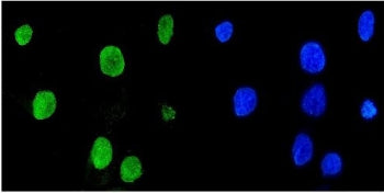 Mad2L1 Antibody