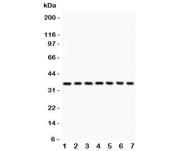IkBa Antibody