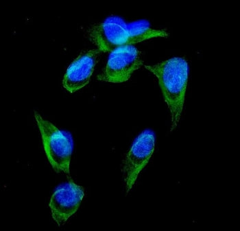Immunofluorescent staining of FFPE human U-2 OS cells with GRK3 antibody (green) and DAPI nuclear st