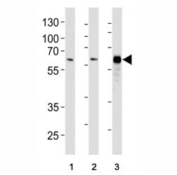 HDAC1 Antibody