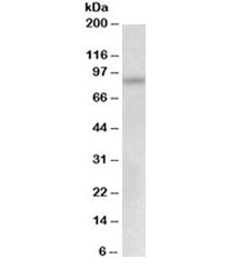 Western blot testing of Jurkat lysate with MYB antibody at 0.5ug/ml. Predicted molecular weight 37~8