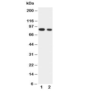 IKKa Antibody